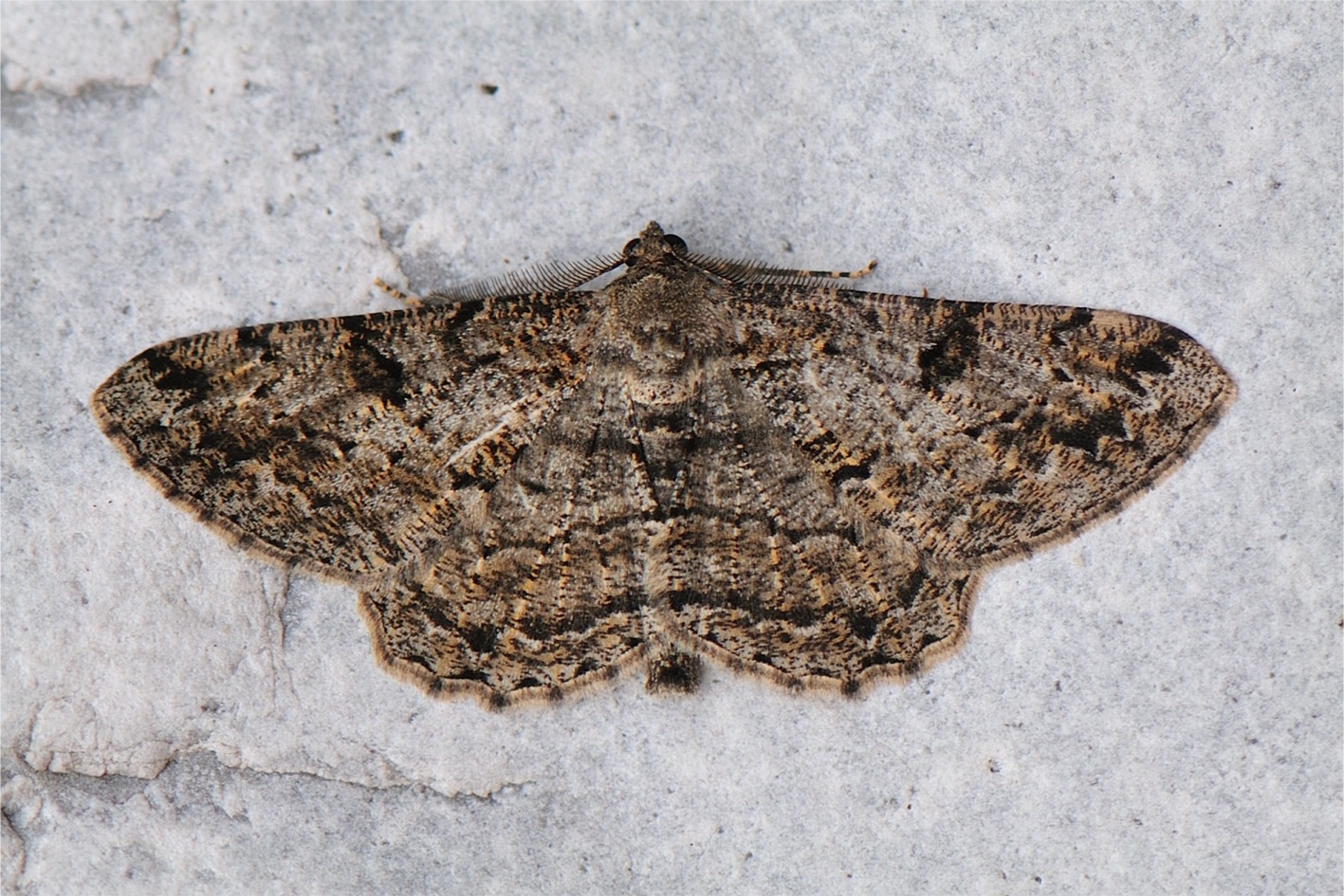 Peribatodes rhomboidaria