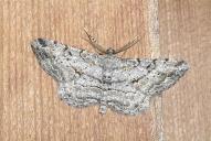 Peribatodes rhomboidaria