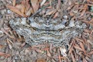 Peribatodes rhomboidaria