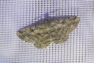 Peribatodes rhomboidaria