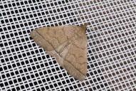 Herminia tarsipennalis