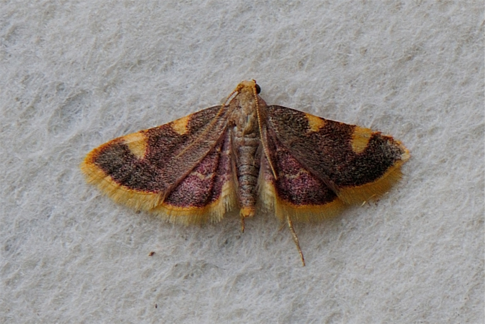 Hypsopygia costalis