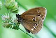 Aphantopus hyperantus