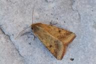 Helicoverpa armigera