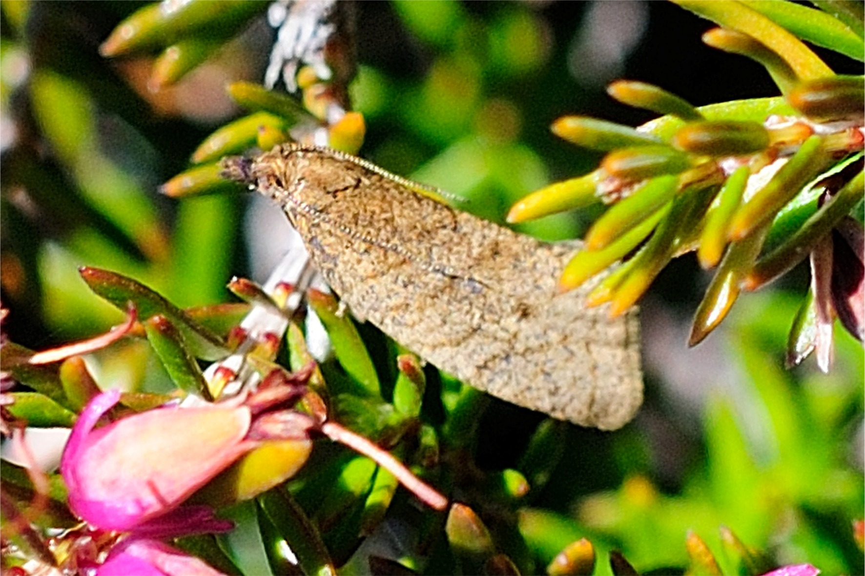 Clepsis senecionana