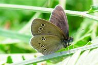 Aphantopus hyperantus