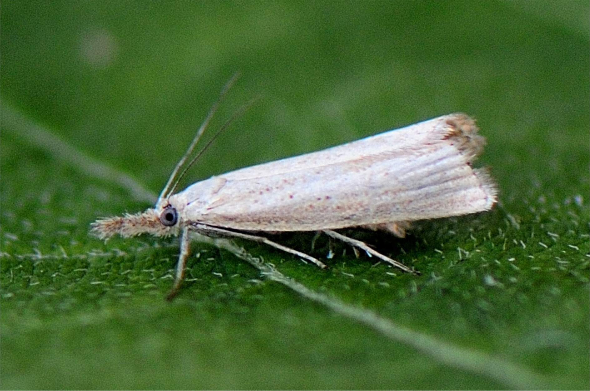 Agriphila straminella