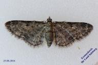 Eupithecia inturbata