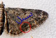 Eupithecia inturbata