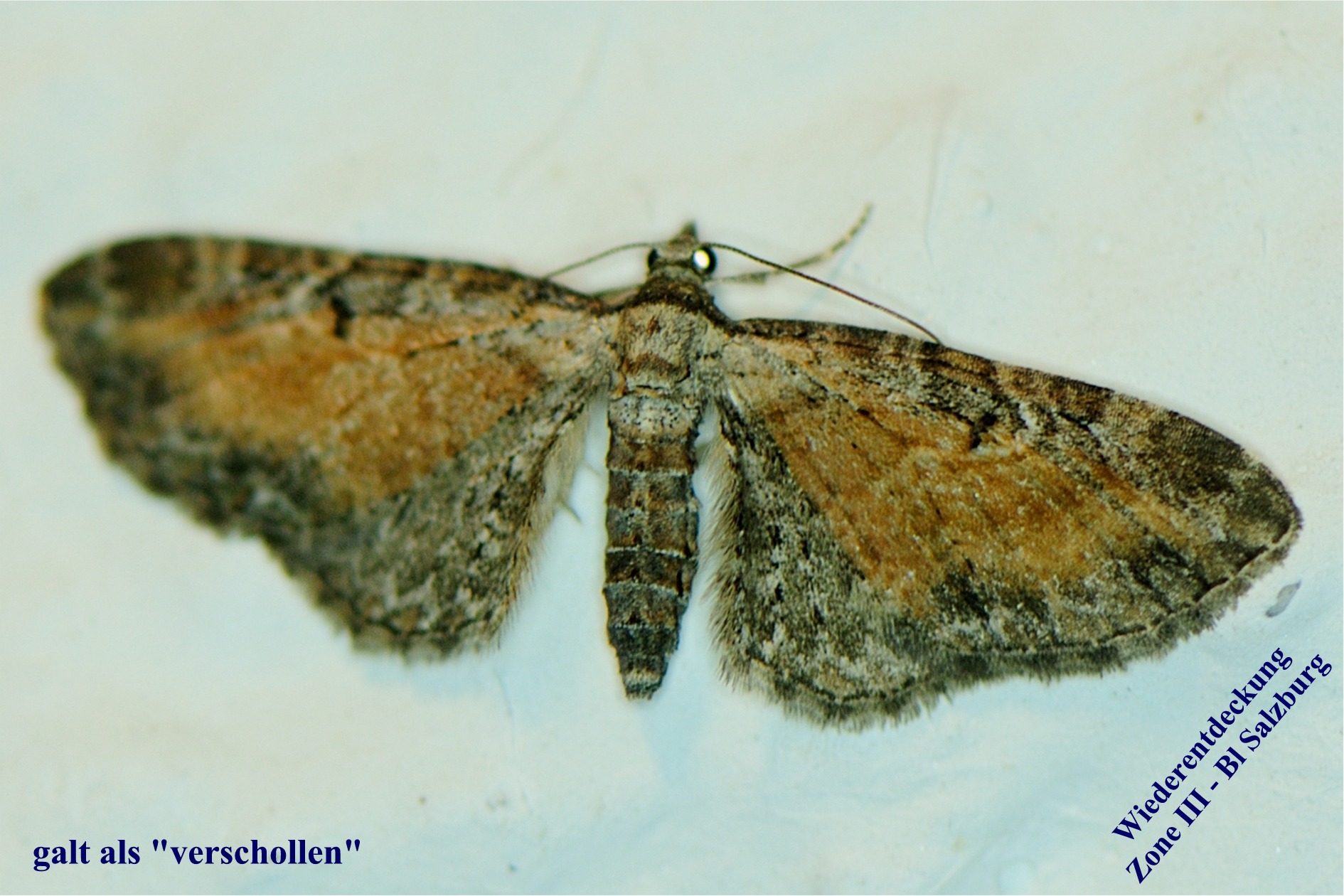 Eupithecia icterata forma subfulvata