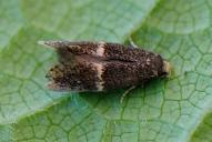 Elachista adscitella