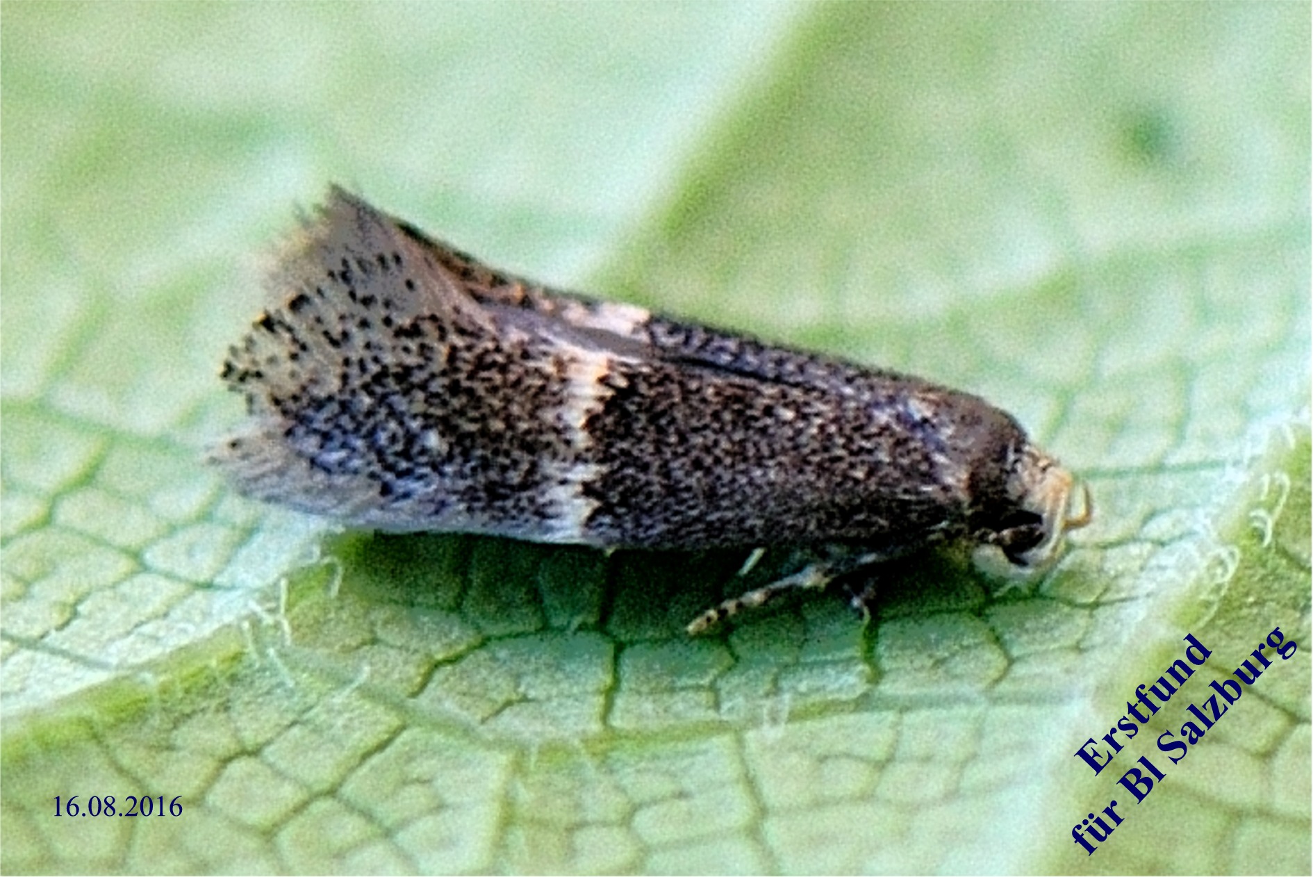 Elachista adscitella