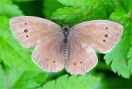 Aphantopus hyperantus