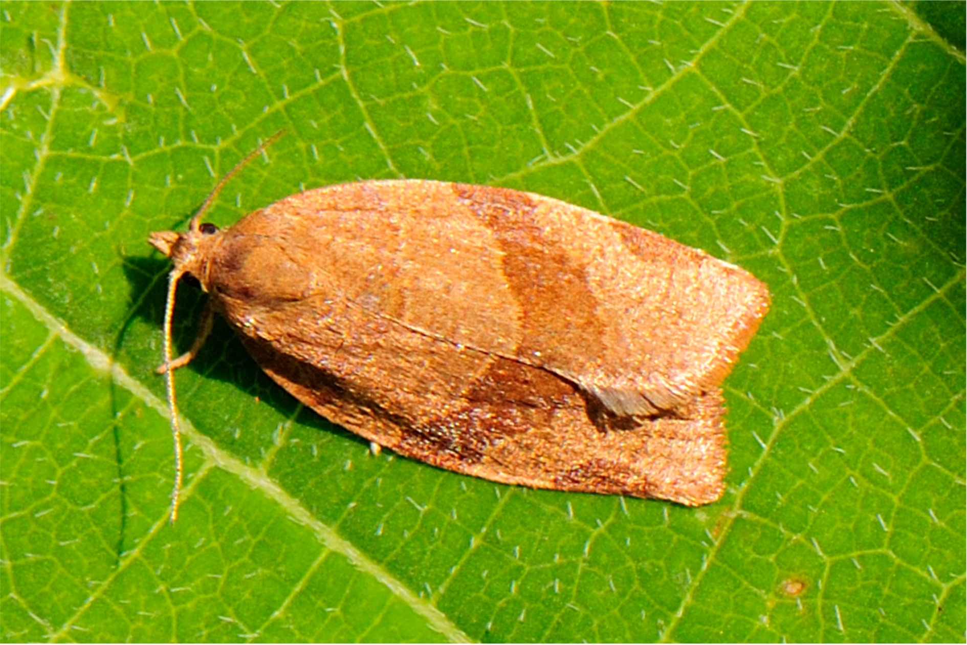 Pandemis cinnamomeana