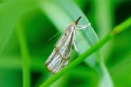 Thisanotia chrysonuchella