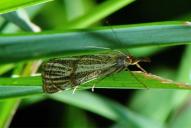 Thisanotia chrysonuchella