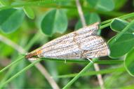 Thisanotia chrysonuchella