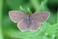 Aphantopus hyperantus