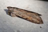 1942_Cucullia lucifuga