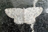 Scopula marginepunctata