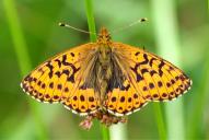 Boloria aquilonaris