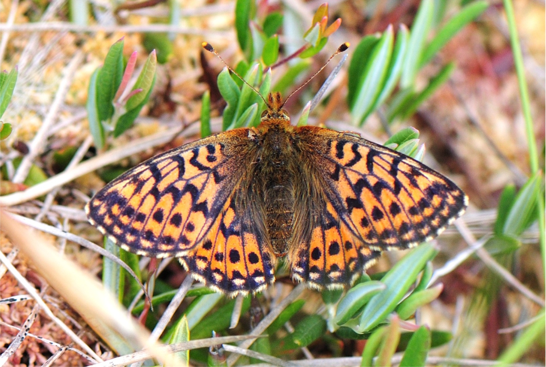 Boloria aquilonaris