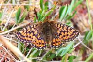 Boloria aquilonaris