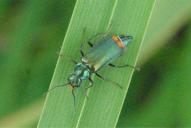 Malachius bipustulatus