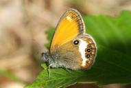 Coenonympha arcania