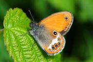 Coenonympha arcania