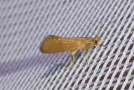 Crassa unitella