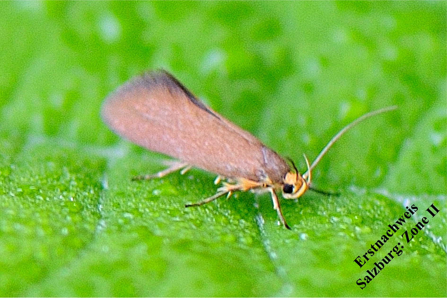 Crassa unitella