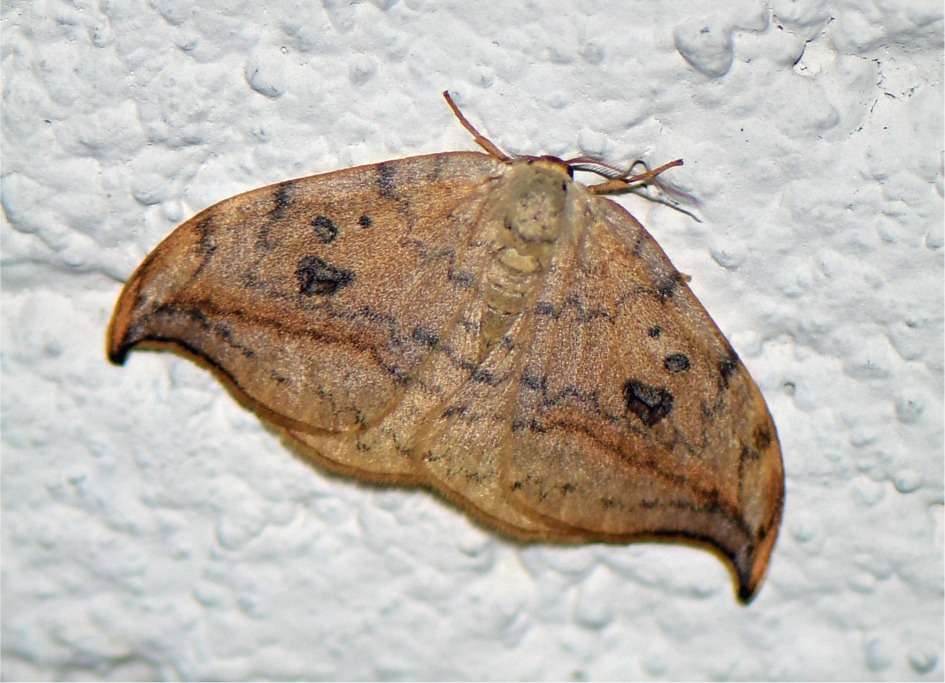 Drepana falcataria