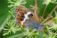 Coenonympha arcania