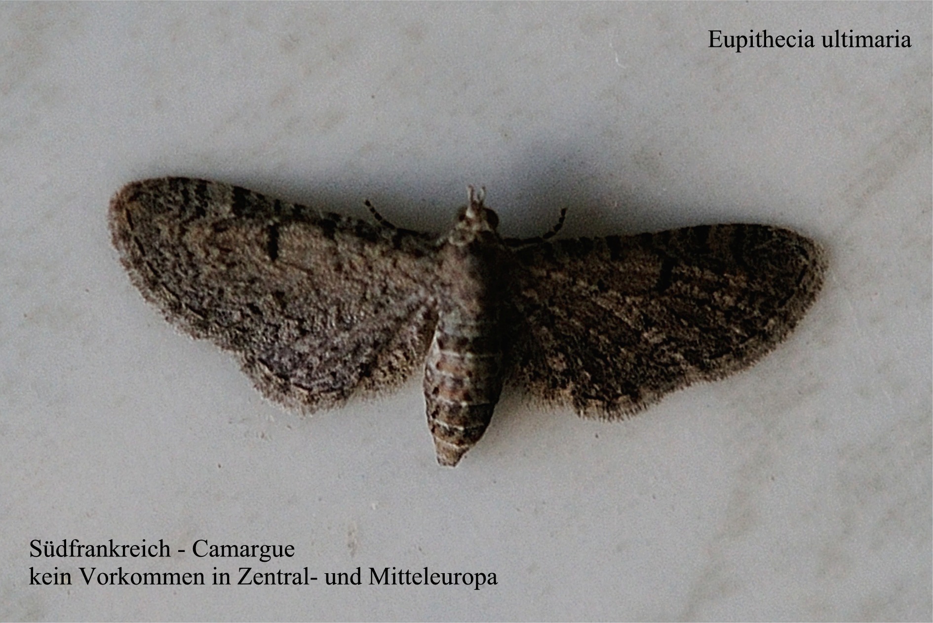 Eupithecia ultimaria