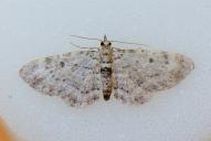 Eupithecia abietaria