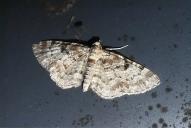 Eupithecia abietaria