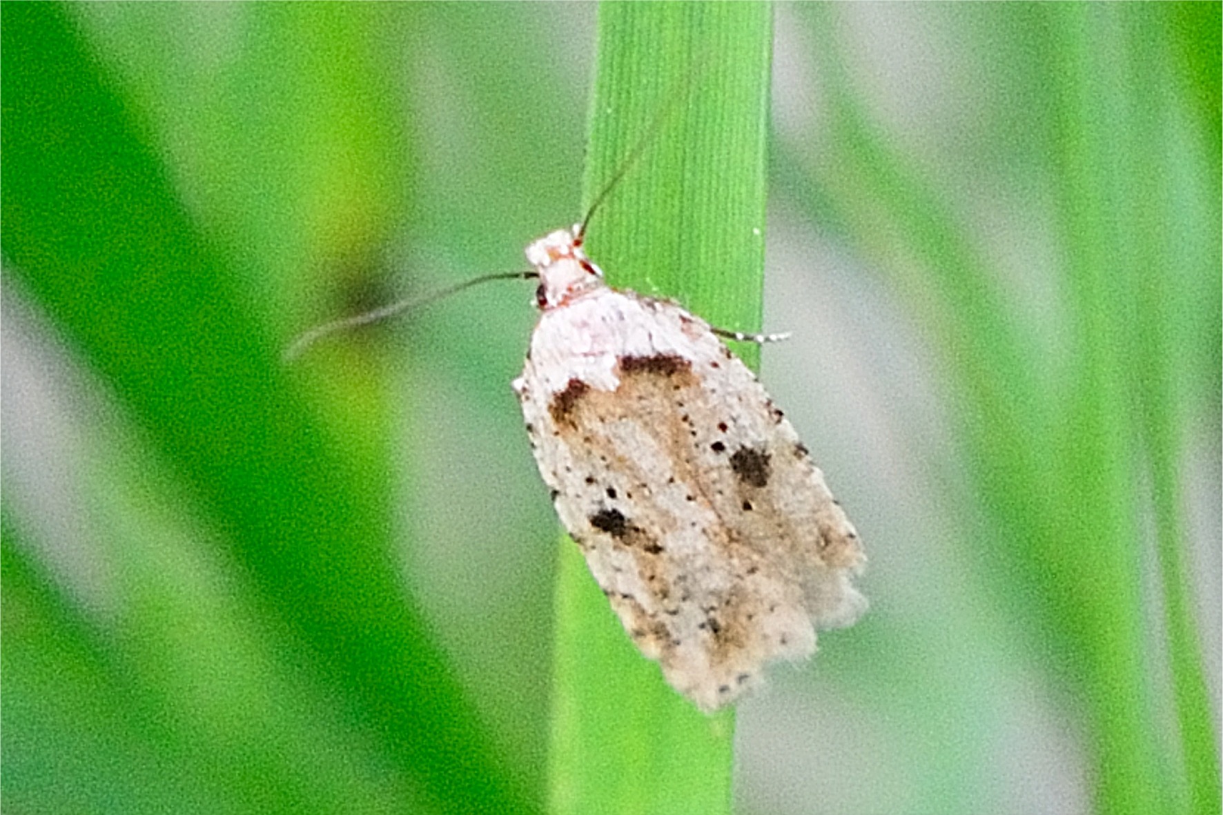 Agonopterix arenella