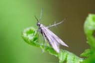 Schreckensteinia festaliella