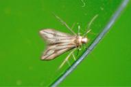 Schreckensteinia festaliella