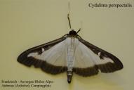 Cydalima perspectalis