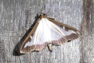 Cydalima perspectalis