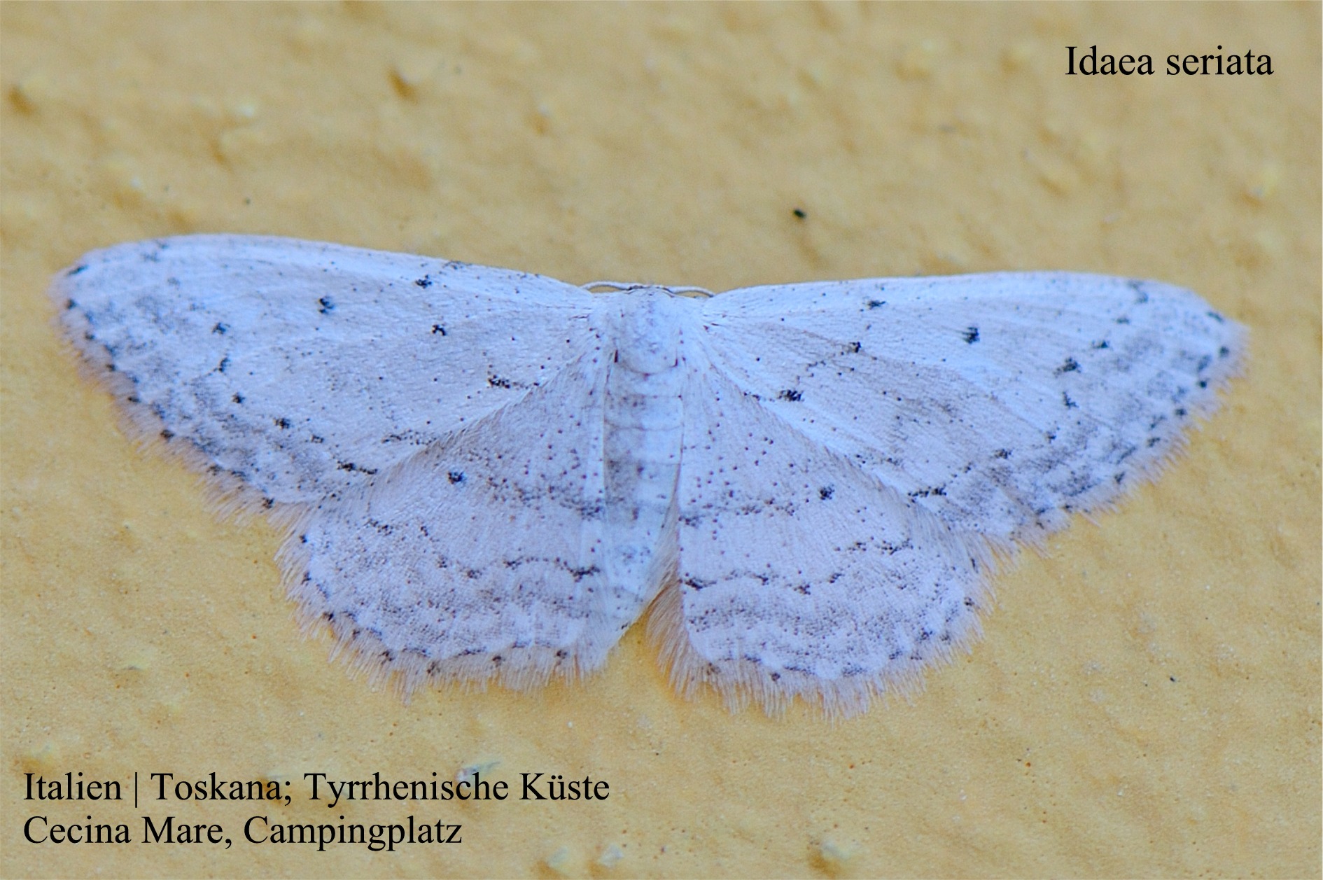 Idaea seriata