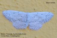 Idaea seriata