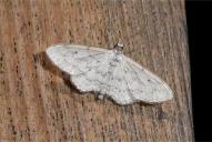 Idaea seriata