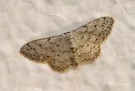 Idaea seriata