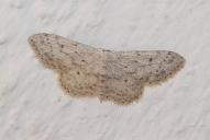 Idaea seriata