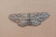 Idaea seriata