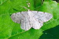 Yezognophos dilucidaria