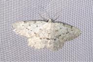 Yezognophos dilucidaria